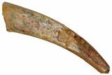 Fossil Pterosaur (Siroccopteryx) Tooth - Morocco #274314-1